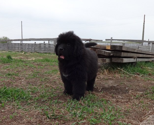 Фото: ньюфаундленд Kiper Soul Smayli dlya N'yufort (Кипер Соул Смайли для Ньюфорт)