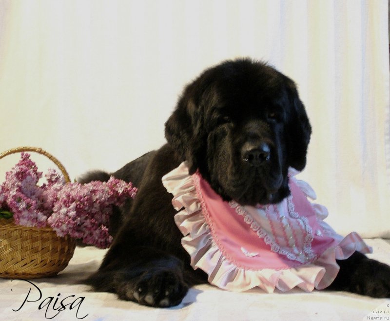 Фото: ньюфаундленд Chernaya Mafia Maybe She Will (Черная Мафия Маубе Ше Вилл)