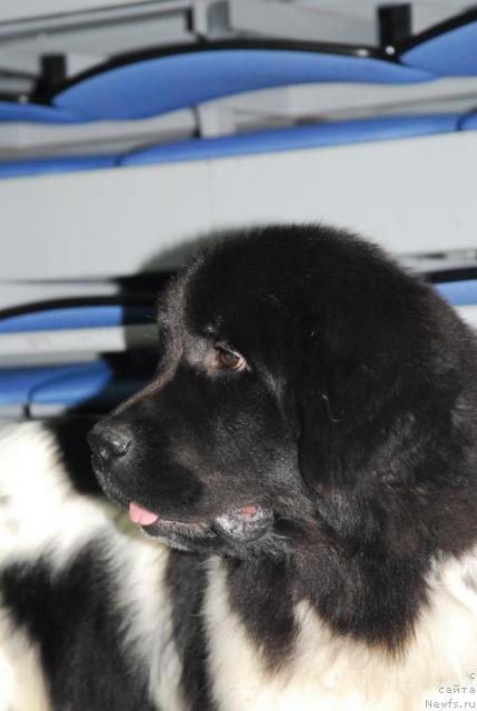 Фото: ньюфаундленд Plyushevaya Panda Ledi Gamil'ton (Плюшевая Панда Леди Гамильтон)