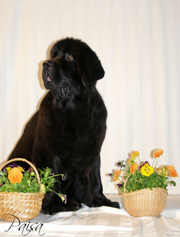 Фото: ньюфаундленд Chernaya Mafia Maybe She Will (Черная Мафия Маубе Ше Вилл)