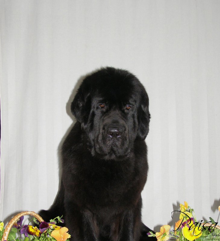 Фото: ньюфаундленд Chernaya Mafia Maybe She Will (Черная Мафия Маубе Ше Вилл)