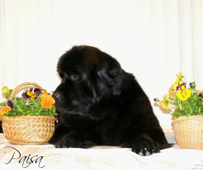 Фотография № 182059