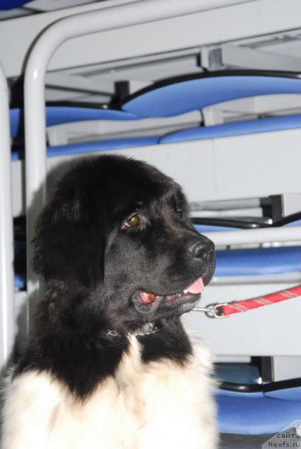 Фото: ньюфаундленд Plyushevaya Panda Ledi Gamil'ton (Плюшевая Панда Леди Гамильтон)