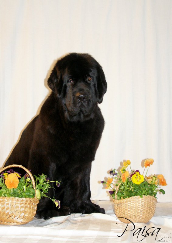 Фото: ньюфаундленд Chernaya Mafia Maybe She Will (Черная Мафия Маубе Ше Вилл)