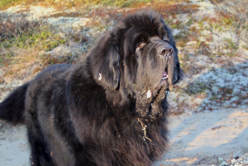 Фото: ньюфаундленд Beguschaya po Volnam Zero Kool (Бегущая по Волнам Зеро Коол)