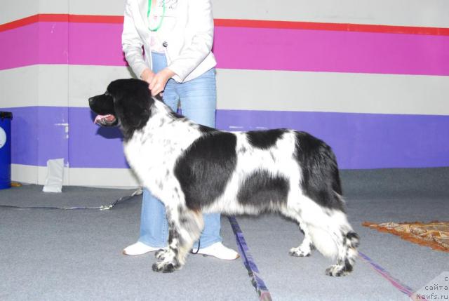 Фото: ньюфаундленд Plyushevaya Panda Ledi Gamil'ton (Плюшевая Панда Леди Гамильтон)