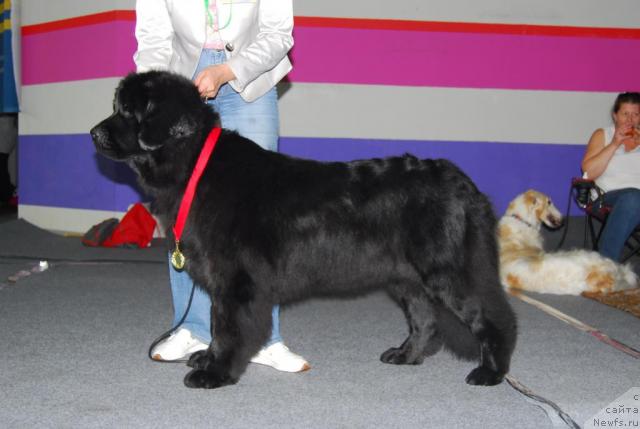 Фото: ньюфаундленд Plushevaya Panda Vanessa Mey (Плюшевая Панда Ванесса Мэй)