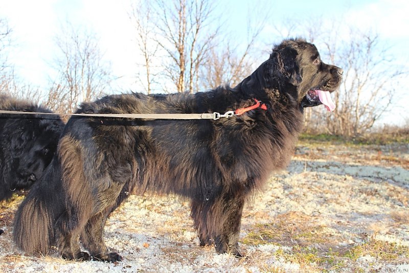 Фото: ньюфаундленд Ariel' Princess of ze Sii (Ариель Принцесс оф зе Сии)