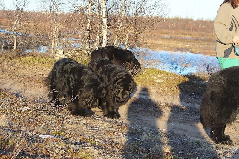 Фото: ньюфаундленд Neretum Tribe Xagrid, ньюфаундленд YAntarnaya Mechta (Янтарная Мечта)