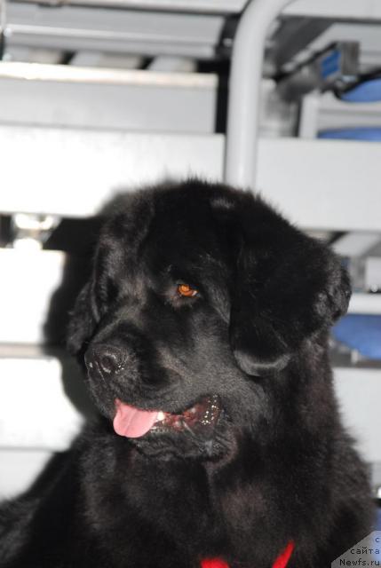 Фото: ньюфаундленд Plushevaya Panda Vanessa Mey (Плюшевая Панда Ванесса Мэй)