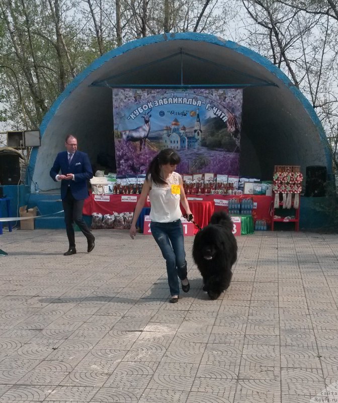 Фото: ньюфаундленд Mister Forte Impressione (Мистер Форте Импрессионе)