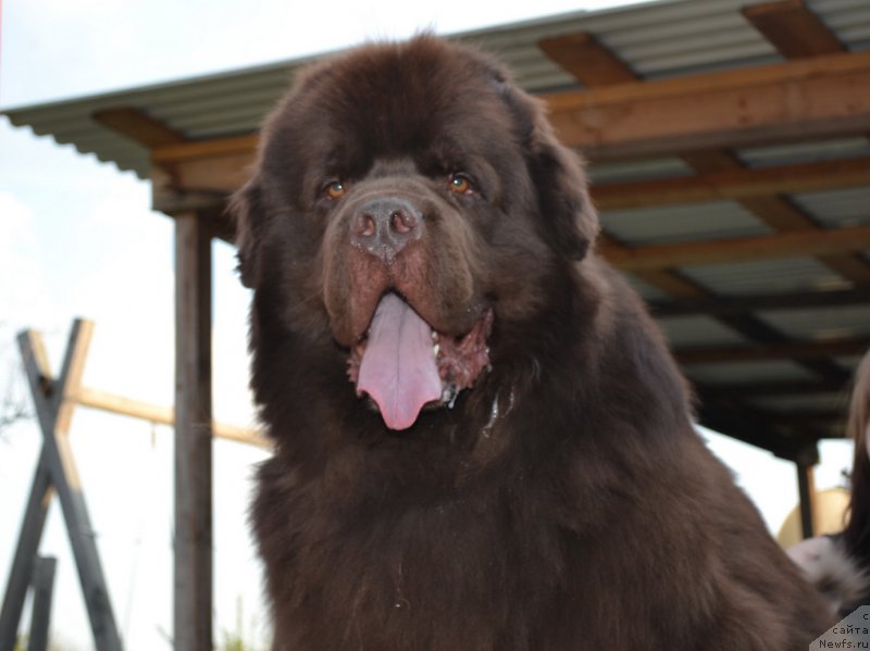 Фото: ньюфаундленд Aquatoriya Kelvin Riverdance (Акватория Келвин Риверданс)