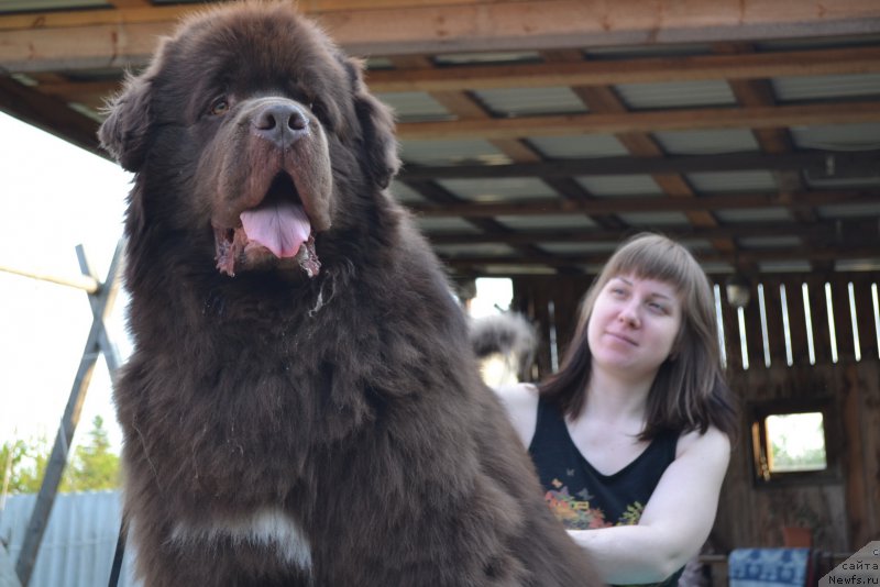 Фото: ньюфаундленд Aquatoriya Kelvin Riverdance (Акватория Келвин Риверданс)