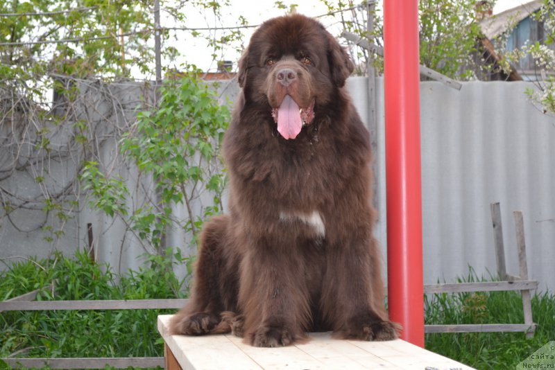 Фото: ньюфаундленд Aquatoriya Kelvin Riverdance (Акватория Келвин Риверданс)