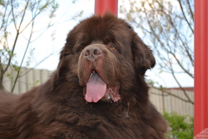 Фото: ньюфаундленд Aquatoriya Kelvin Riverdance (Акватория Келвин Риверданс)