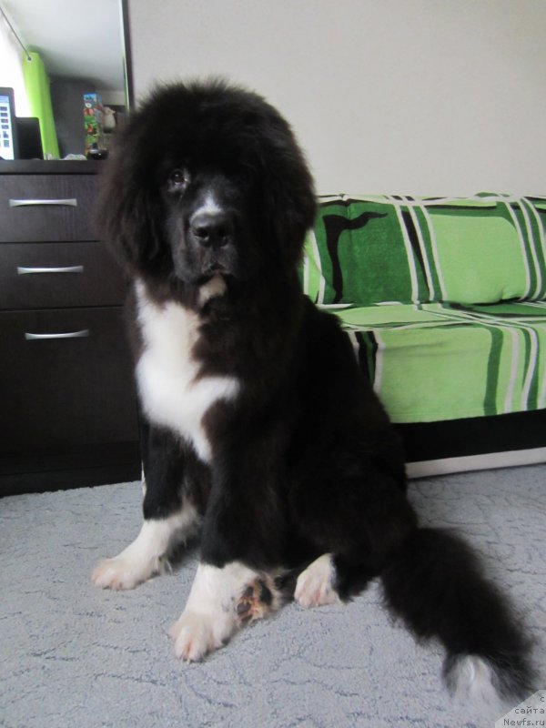 Фото: ньюфаундленд Flyufi Avalanch Absent (Флюфи Аваланч Абсент)