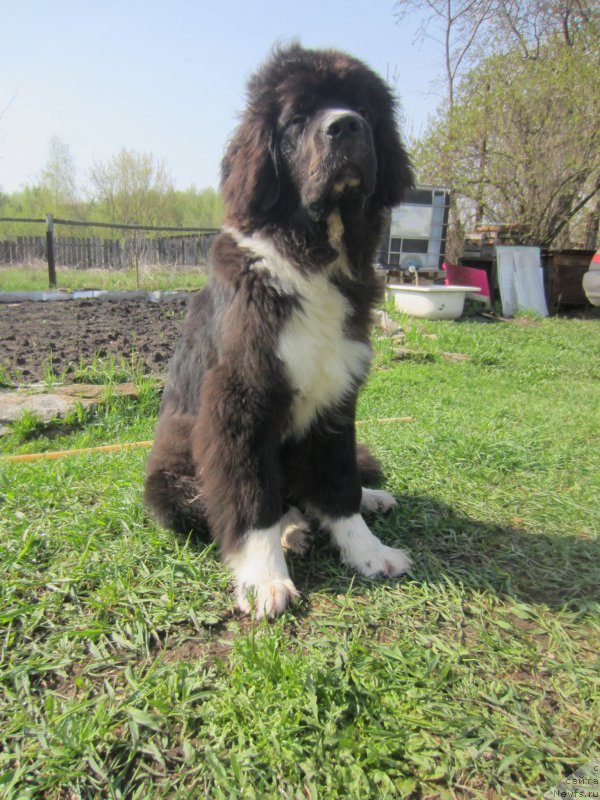 Фото: ньюфаундленд Flyufi Avalanch Absent (Флюфи Аваланч Абсент)