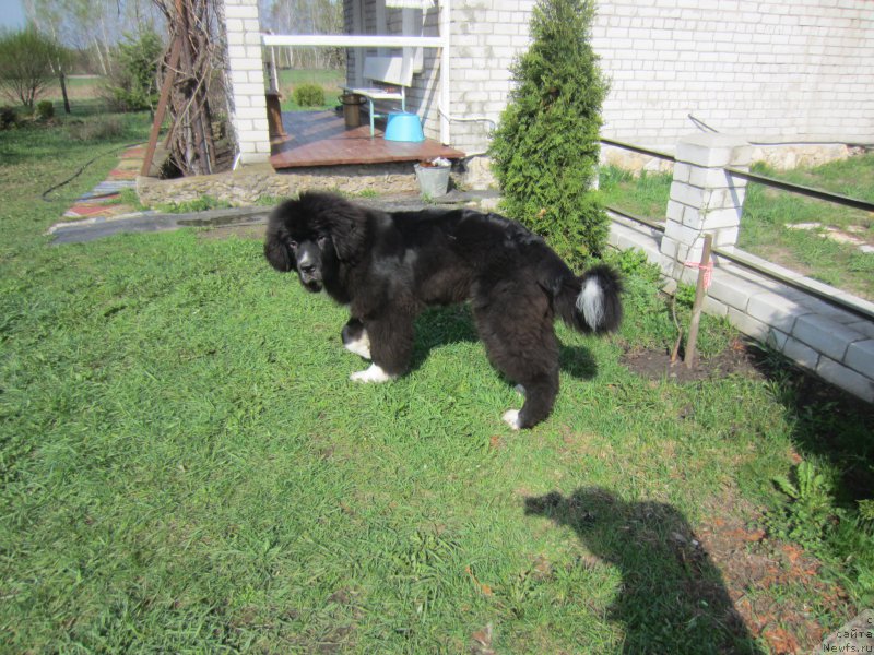 Фото: ньюфаундленд Flyufi Avalanch Absent (Флюфи Аваланч Абсент)