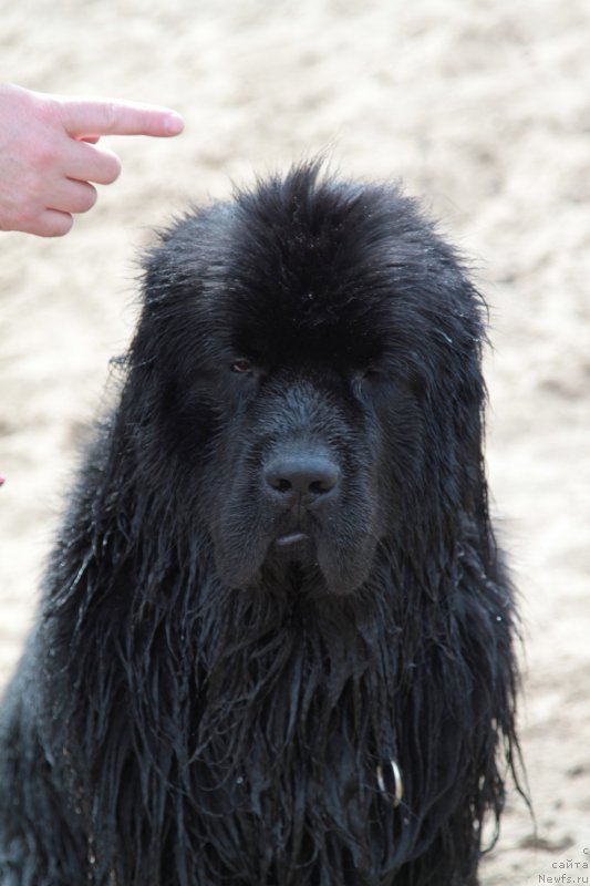 Фото: ньюфаундленд Fann'yuf Graf De La Fer (Фанньюф Граф Де Ла Фер)