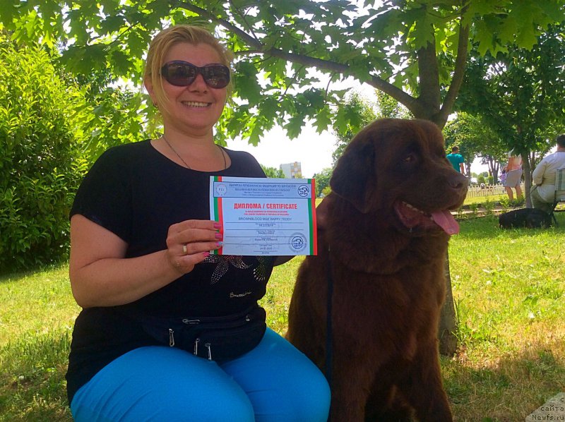 Фото: ньюфаундленд Brownblood MSK Happy Teddy (Браунблад МСК Хэппи Тедди)