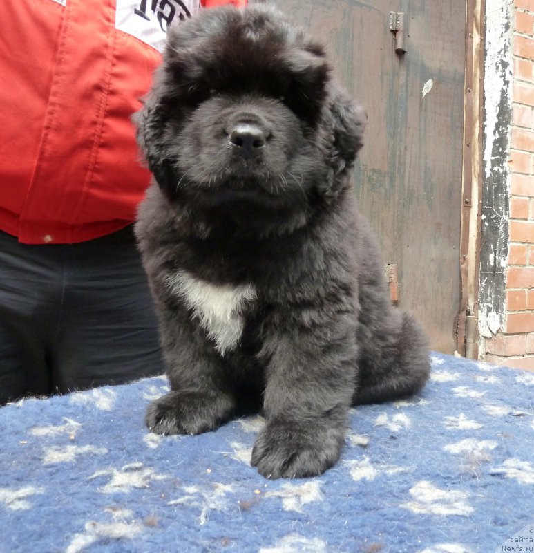 Фото: ньюфаундленд Super Premium Tyudor Ouyen (Супер Премиум Тюдор Оуэн)