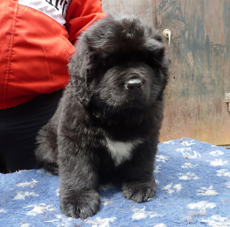 Фото: ньюфаундленд Super Premium Tyudor Ouyen (Супер Премиум Тюдор Оуэн)