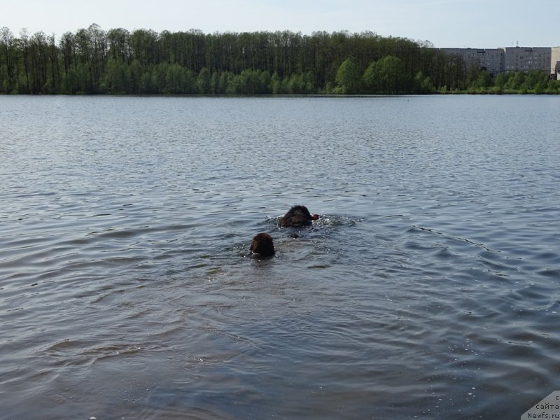 Фото: ньюфаундленд N'yufort Vivian (Ньюфорт Вивиан), ньюфаундленд Baryishnya (Барышня)
