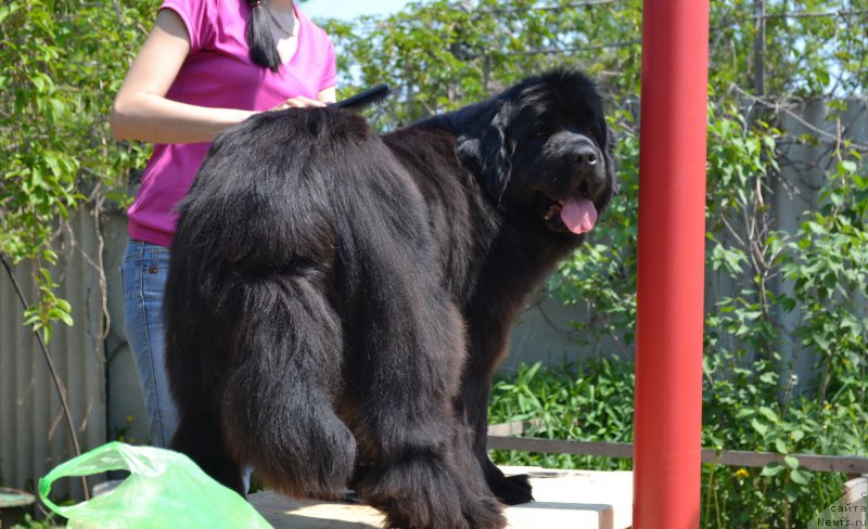 Фото: ньюфаундленд Talisman Morya Manyaschaya Stihiya (Талисман Моря Манящая Стихия)