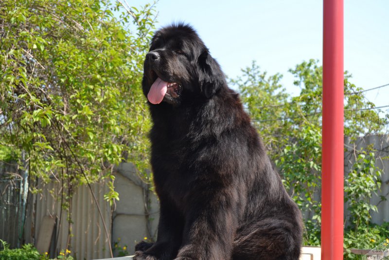 Фото: ньюфаундленд Talisman Morya Manyaschaya Stihiya (Талисман Моря Манящая Стихия)