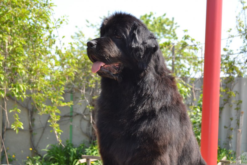 Фото: ньюфаундленд Talisman Morya Manyaschaya Stihiya (Талисман Моря Манящая Стихия)