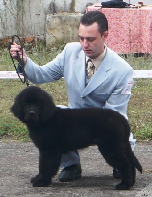 Фото: ньюфаундленд YElegiya Morya (Элегия Моря)