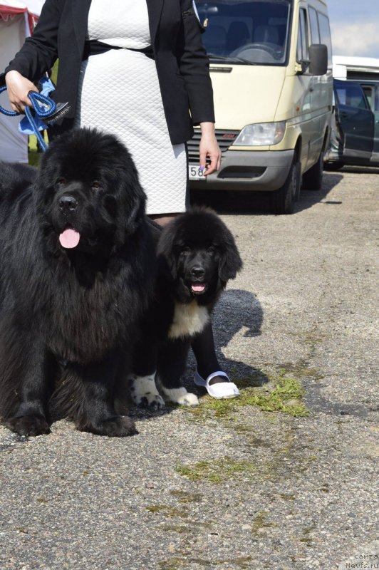 Фото: ньюфаундленд Freja From Kyiv Super Mishka