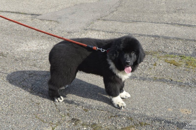 Фото: ньюфаундленд Freja From Kyiv Super Mishka