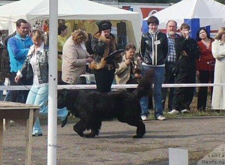 Фото: ньюфаундленд Otrada Moya ot Sibirskogo Medvedya (Отрада Моя от Сибирского Медведя)