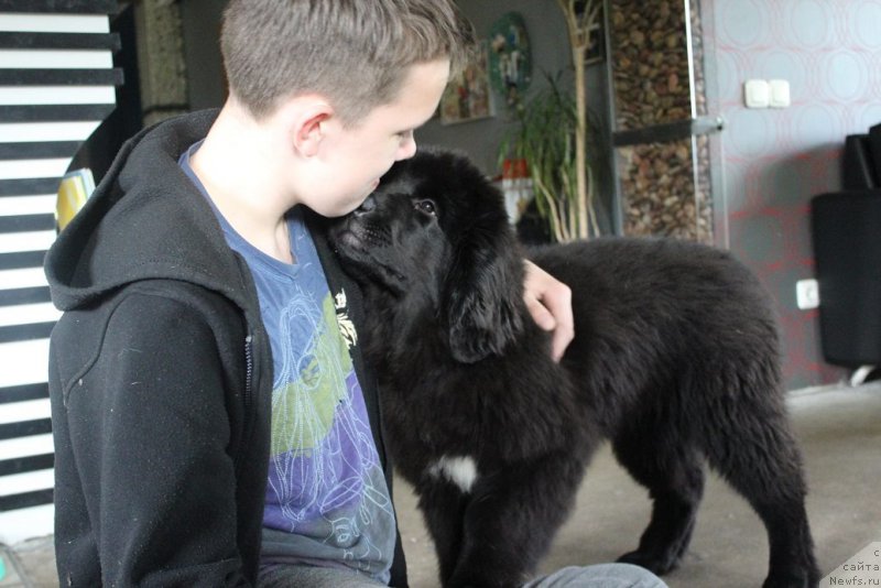 Фото: ньюфаундленд Florentina Bella Mia Super Mishka