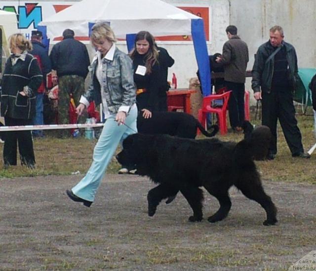 Фото: ньюфаундленд Otrada Moya ot Sibirskogo Medvedya (Отрада Моя от Сибирского Медведя)