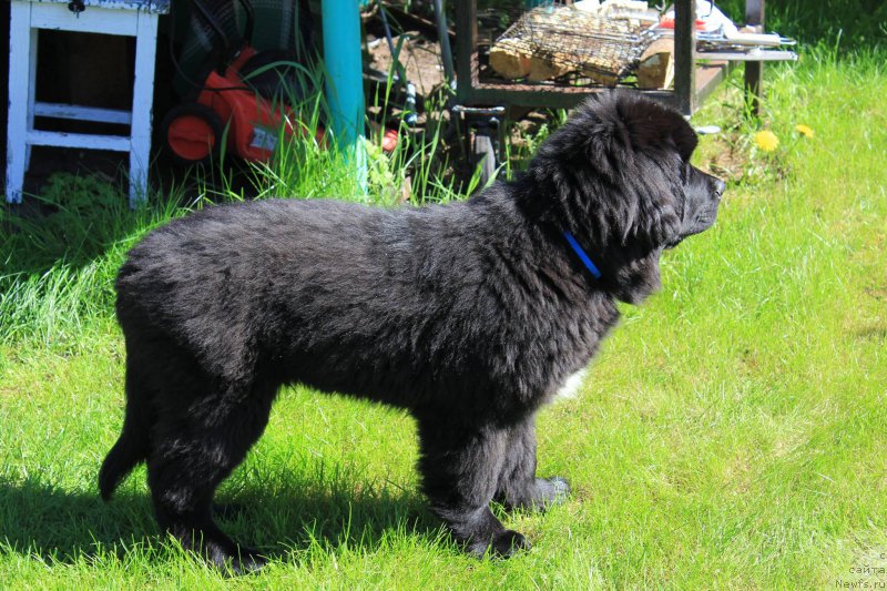 Фото: ньюфаундленд Frodo Lord of the Ring Super Mishka