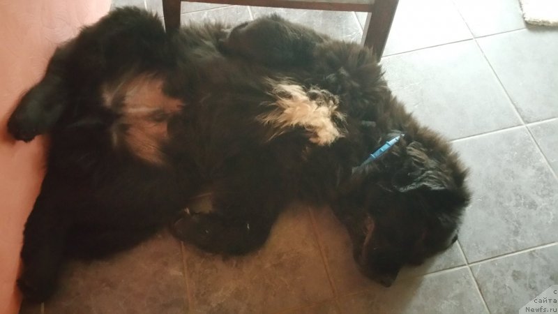 Фото: ньюфаундленд Frodo Lord of the Ring Super Mishka