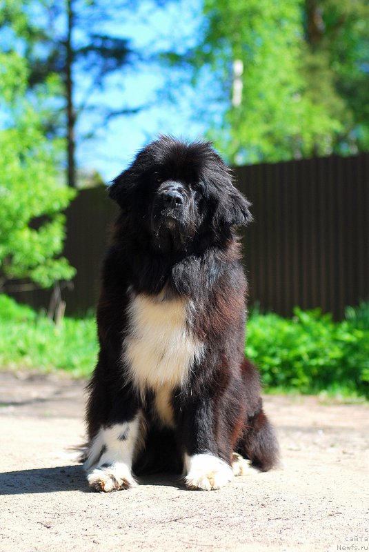 Фотография № 182199