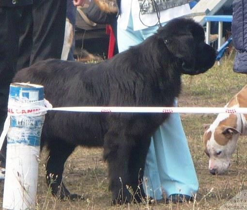 Фото: ньюфаундленд Otrada Moya ot Sibirskogo Medvedya (Отрада Моя от Сибирского Медведя)