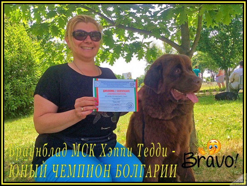Фото: ньюфаундленд Brownblood MSK Happy Teddy (Браунблад МСК Хэппи Тедди), Ekaterina Stankevich (Екатерина Станкевич)