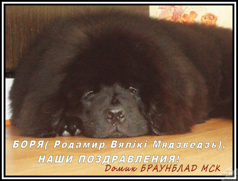 Фото: ньюфаундленд Rodamir Vialiki Miadzvedz (Родамир Вялiкi Мядзведзь)