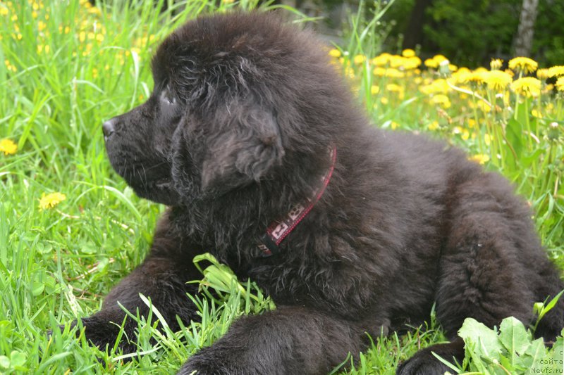 Фотография № 182205