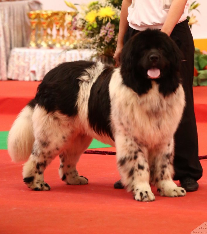 Фото: ньюфаундленд Vargas de la Massa Armando (Варгас Де Ла Масса Армандо)