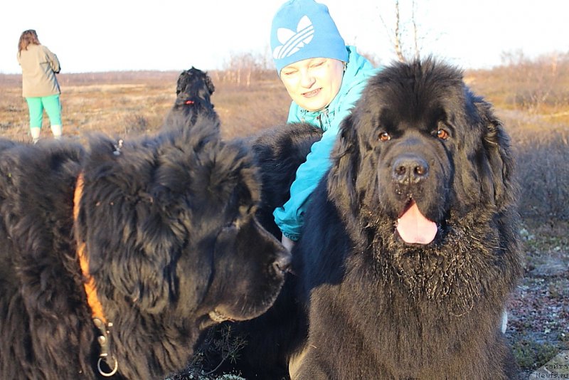 Фото: ньюфаундленд Fortuna of Giant's Island, ньюфаундленд YAhont Dragocennyiy (Яхонт Драгоценный), Аня