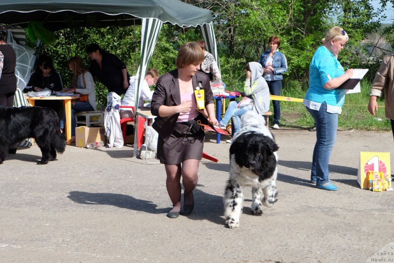 Фото: ньюфаундленд Skazochnaya Kroha SHampan' (Сказочная Кроха Шампань)