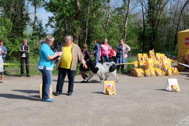 Фото: ньюфаундленд Skazochnaya Kroha SHampan' (Сказочная Кроха Шампань)