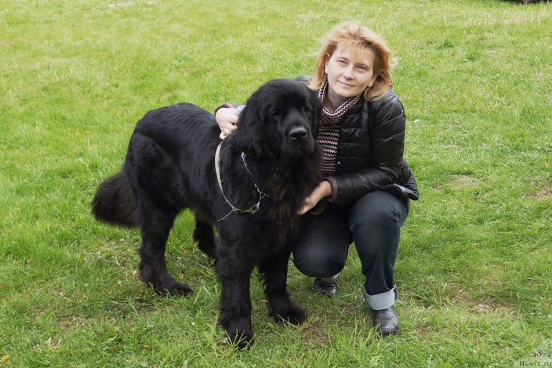 Фото: ньюфаундленд Chernaya Mafia Make the Most of Now (Черная Мафия Маке Тхе Мост оф Нов)