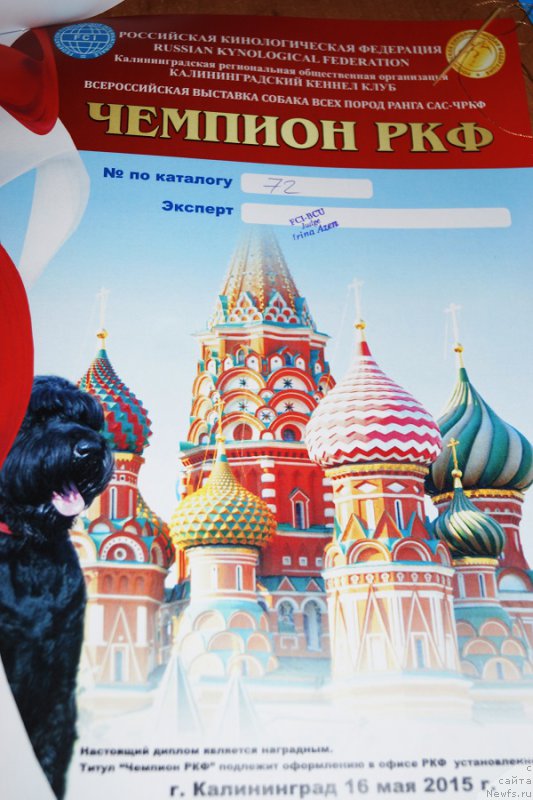 Фото: ньюфаундленд Chernaya Mafia Make the Most of Now (Черная Мафия Маке Тхе Мост оф Нов)