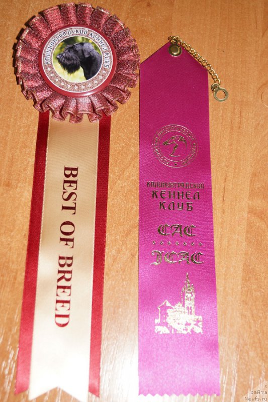 Фото: ньюфаундленд Chernaya Mafia Make the Most of Now (Черная Мафия Маке Тхе Мост оф Нов)